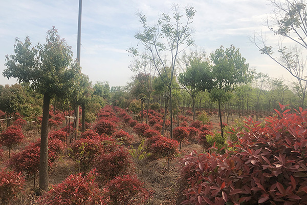 横山苗圃交通最新动态